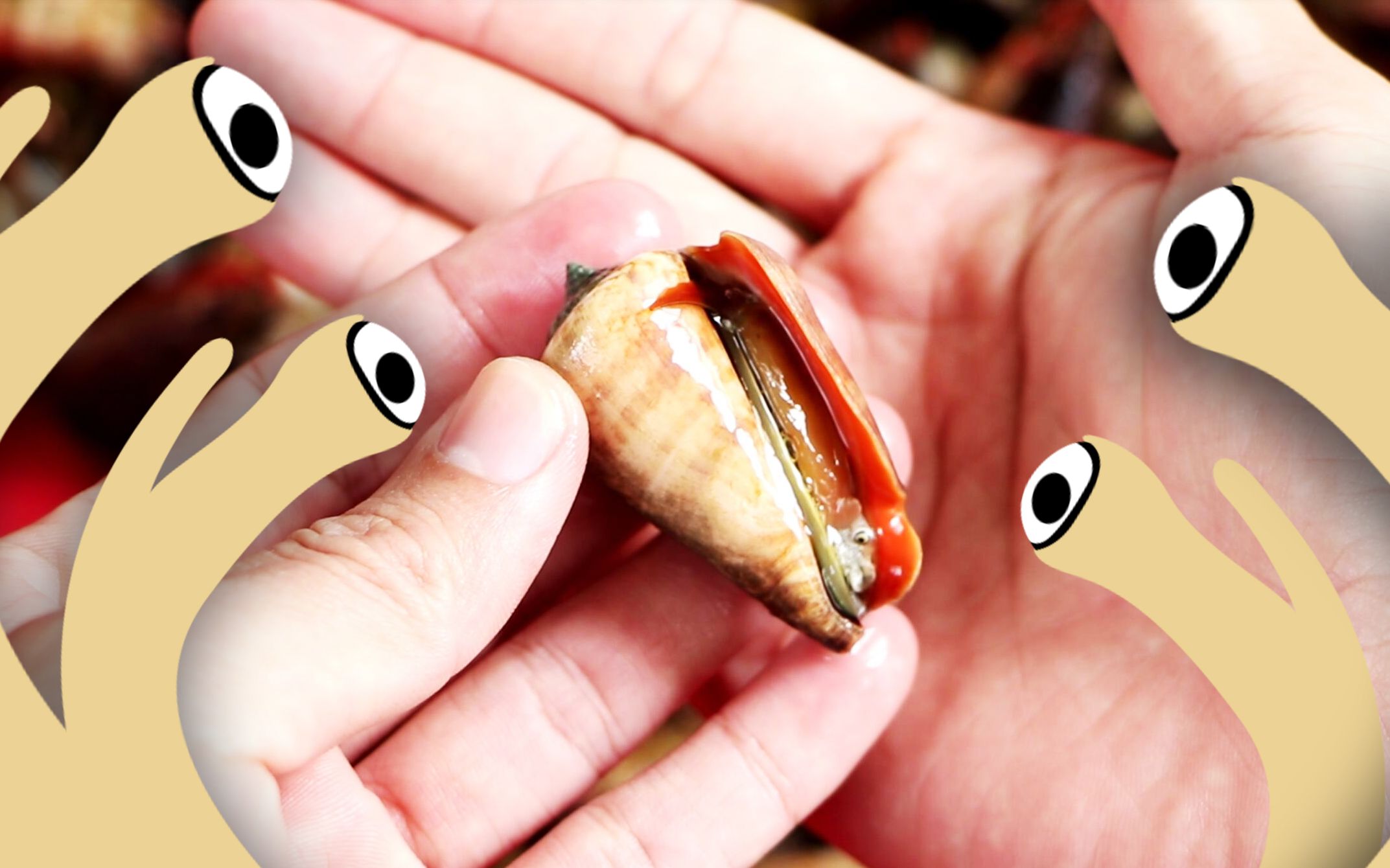 这应该是我见过的海螺中,眼睛长的最诡异的!