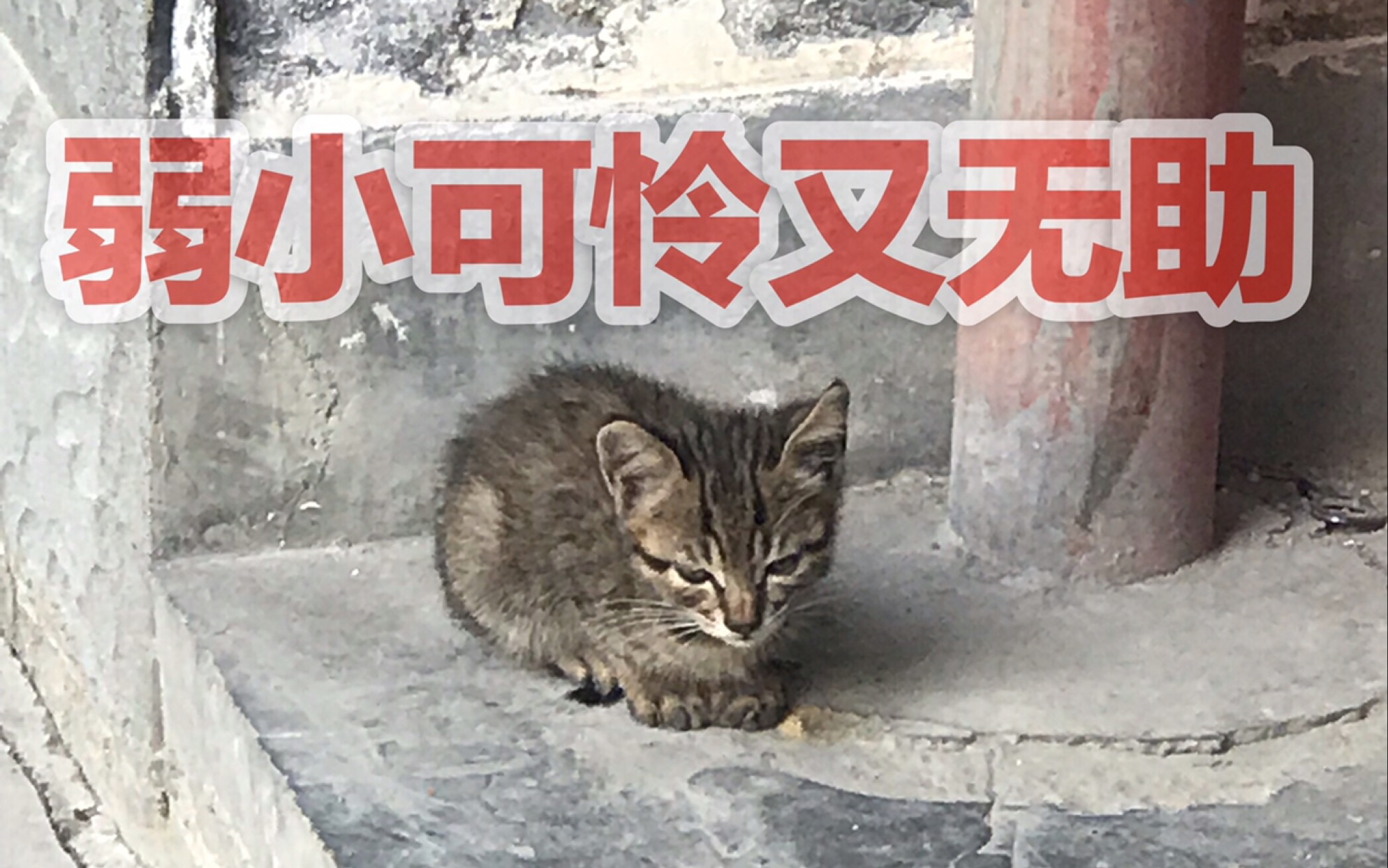 【狸花猫】终极教程:教你如何捕捉一只野生的铲屎官!!讲师:二百(一本正经)哔哩哔哩bilibili