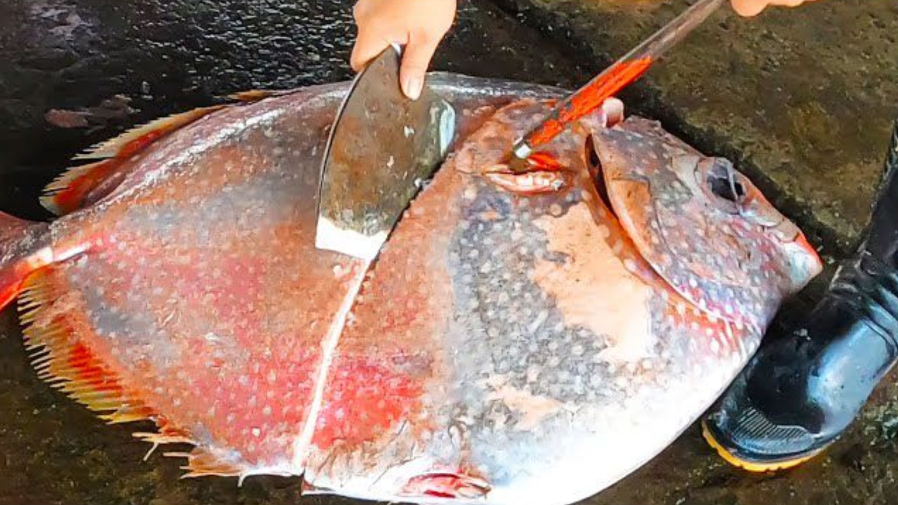 国外杀鱼刀手,宰杀月亮鱼金枪鱼和剑鱼手法专业,带大家见识一下