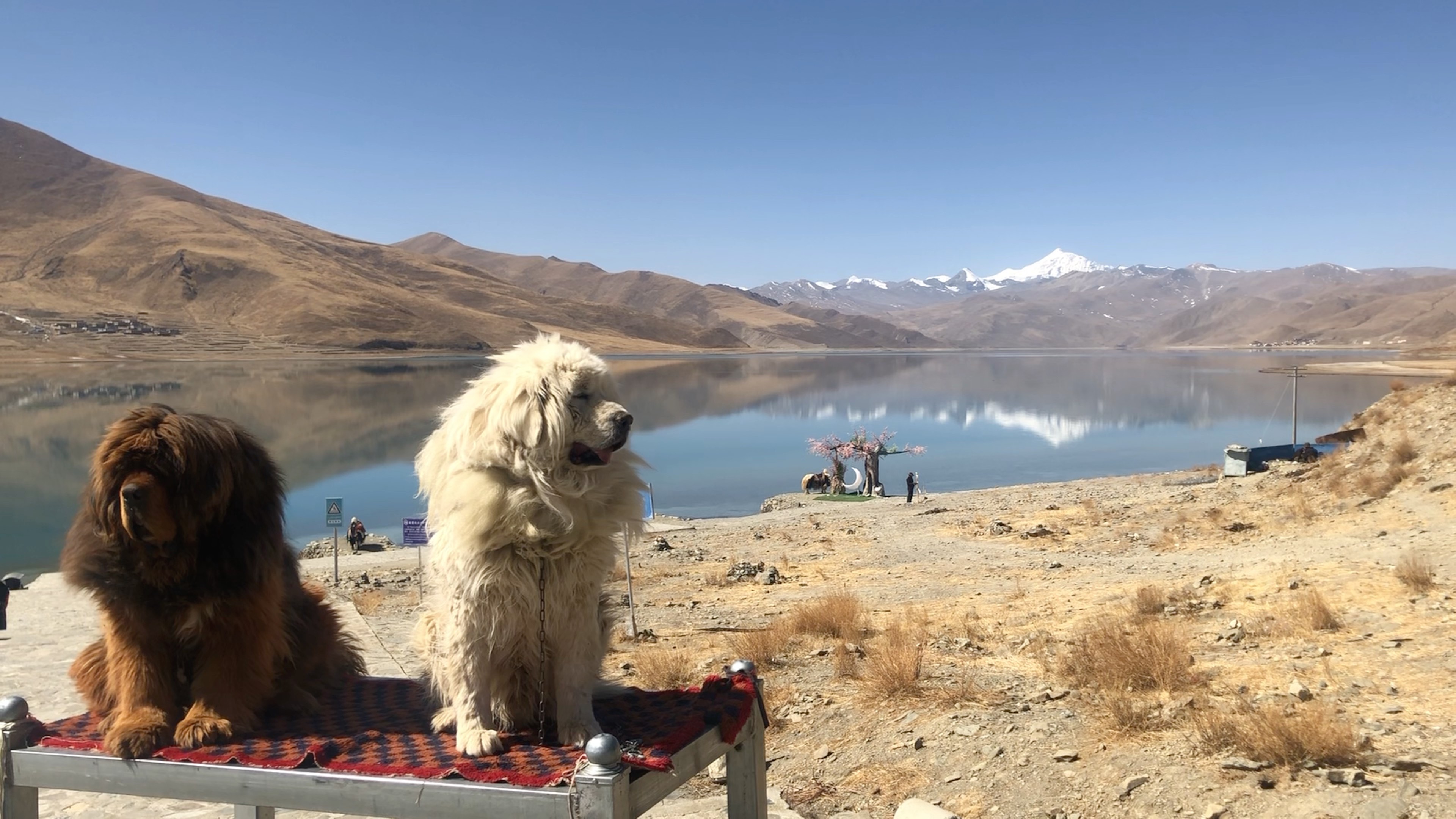 活动作品藏北羊湖拉姆措日托寺