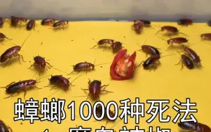 Télécharger la video: 蟑螂1000种死法【1】魔鬼辣椒，能不能辣死蟑螂？