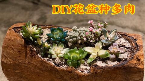 雷利家动物园 木桩diy多肉花盆 哔哩哔哩 Bilibili 雷利家动物园 木桩diy多肉花盆 哔哩哔哩 Bilibili