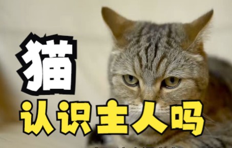 猫可以分辨出主人吗?哔哩哔哩bilibili