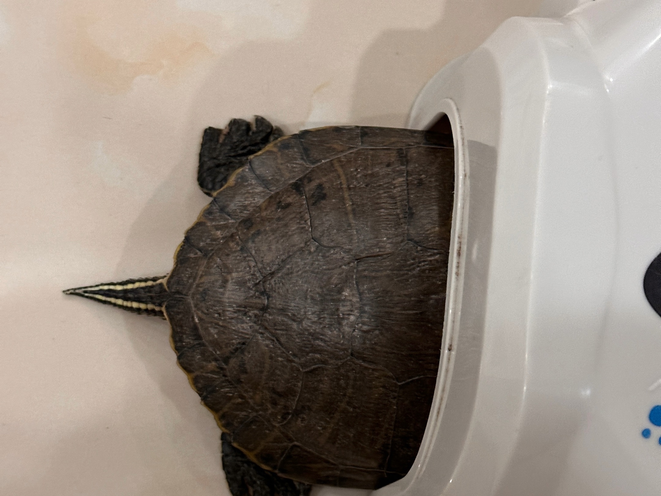 搞笑尿乌龟