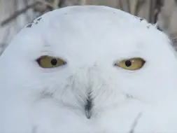 下载视频: 雪鸮还有这么凶馋的一面？