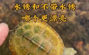 Descargar video: 黄喉龟带水锈和不带水锈，哪个更漂亮？#皖喉 #安徽小青 #三黄小青