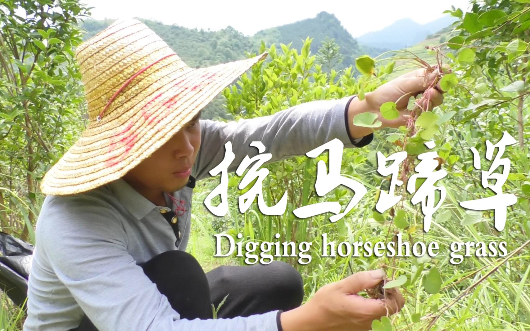 蒙华诗路边挖了半袋马蹄草可能拿去下酒也可能拿去煮粥