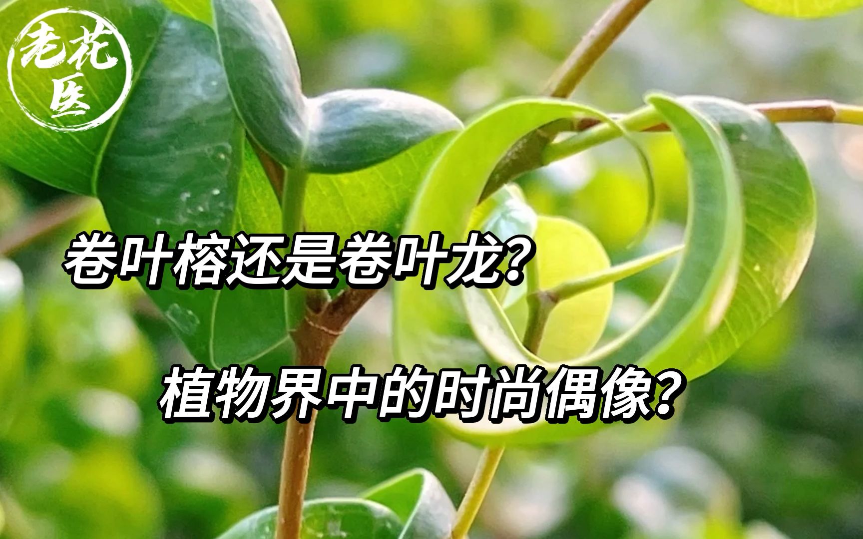 卷叶榕还是卷叶龙?植物界中的时尚偶像?哔哩哔哩bilibili