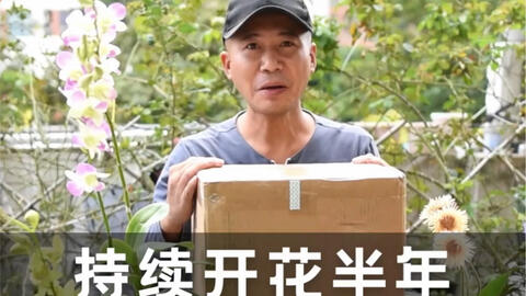 园艺 这应该是最出名的神仙堇了 槇谷桜子小姐的买手店teftef出售的花日和出品 闪耀在天空的彩虹 杂交三色堇 哔哩哔哩 Bilibili