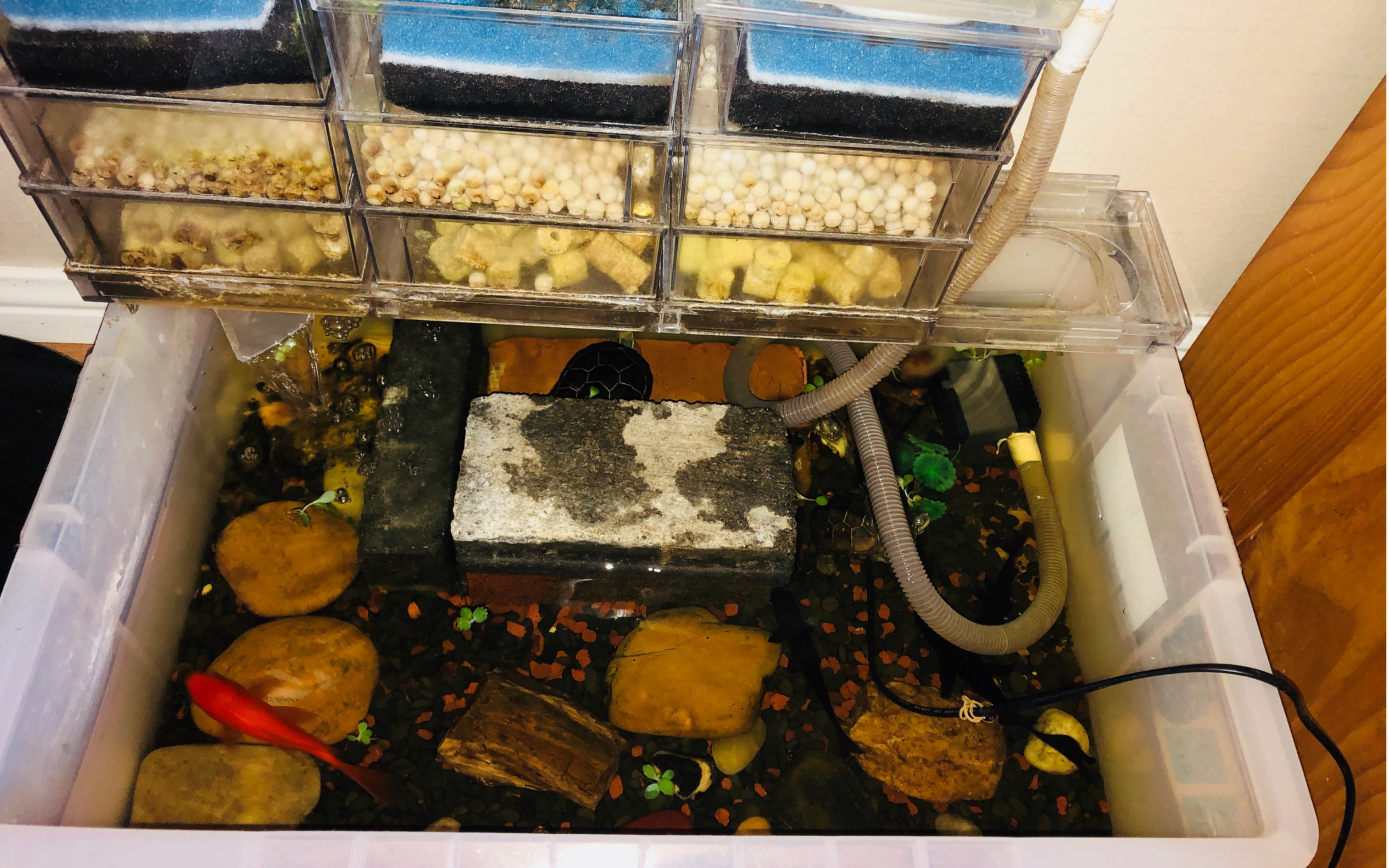 家庭生态草龟缸的介绍