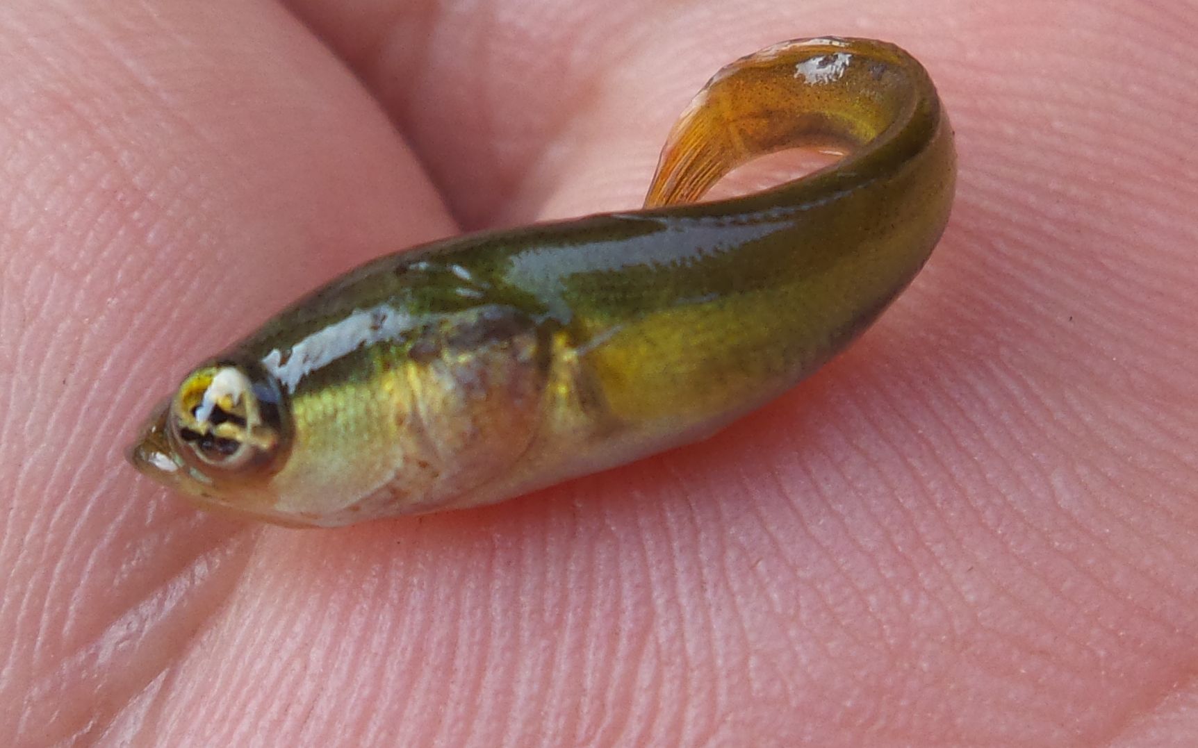 小区水池放生黑鱼并产下许多黑鱼苗,顺便捞出了负子蝽和蜻蜓幼虫72