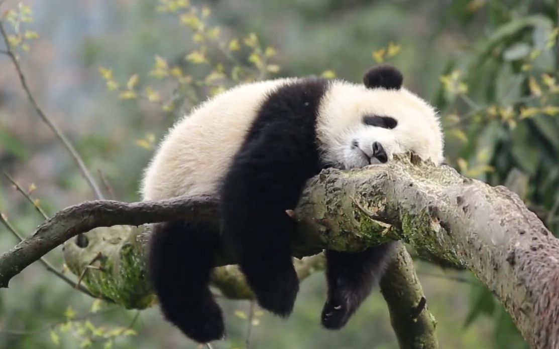 活动作品熊猫在树上的各种奇怪姿势