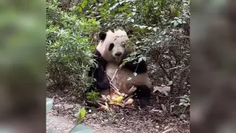 Download Video: 万绿丛中一点花🌸挠脸脸也太可爱了叭！这是世界上最可爱的猛兽！