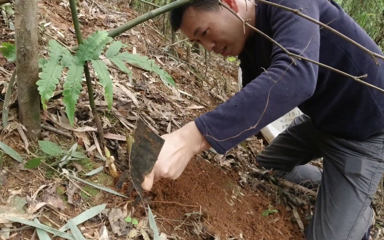 小伙上山挖苦笋,两小时赚了150元,年轻人都不愿意去,太累了_哔哩哔哩