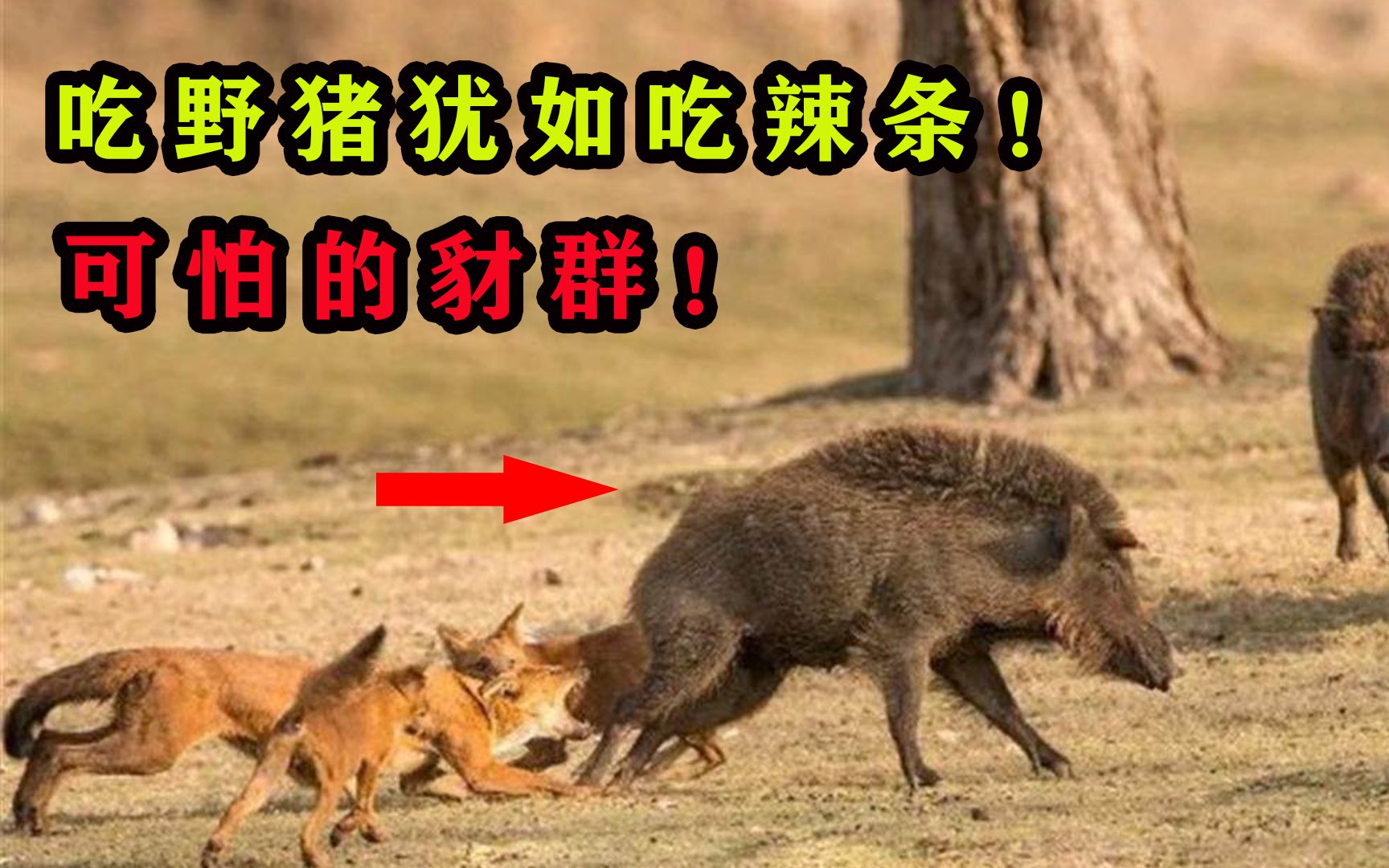 野猪的天敌,吃野猪像是吃辣条?看看豺是如何猎杀野猪的!哔哩哔哩bilibili