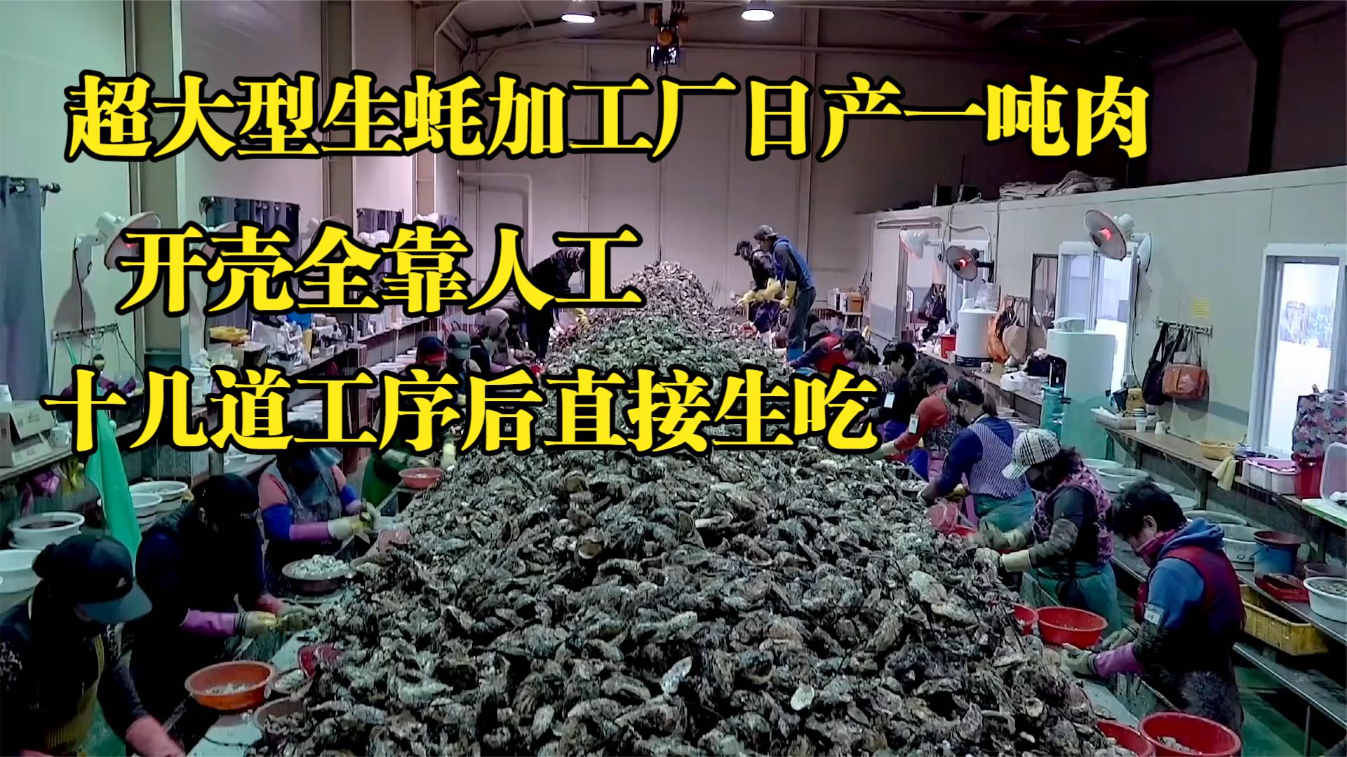大型生蚝加工厂一天能产一吨肉,十几道工序真复杂,知道为啥贵了