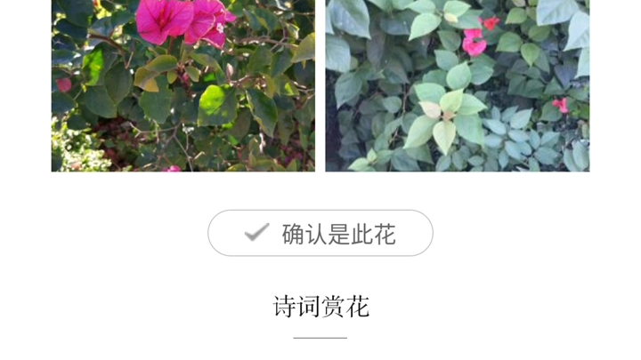 叶子花的介绍哔哩哔哩bilibili