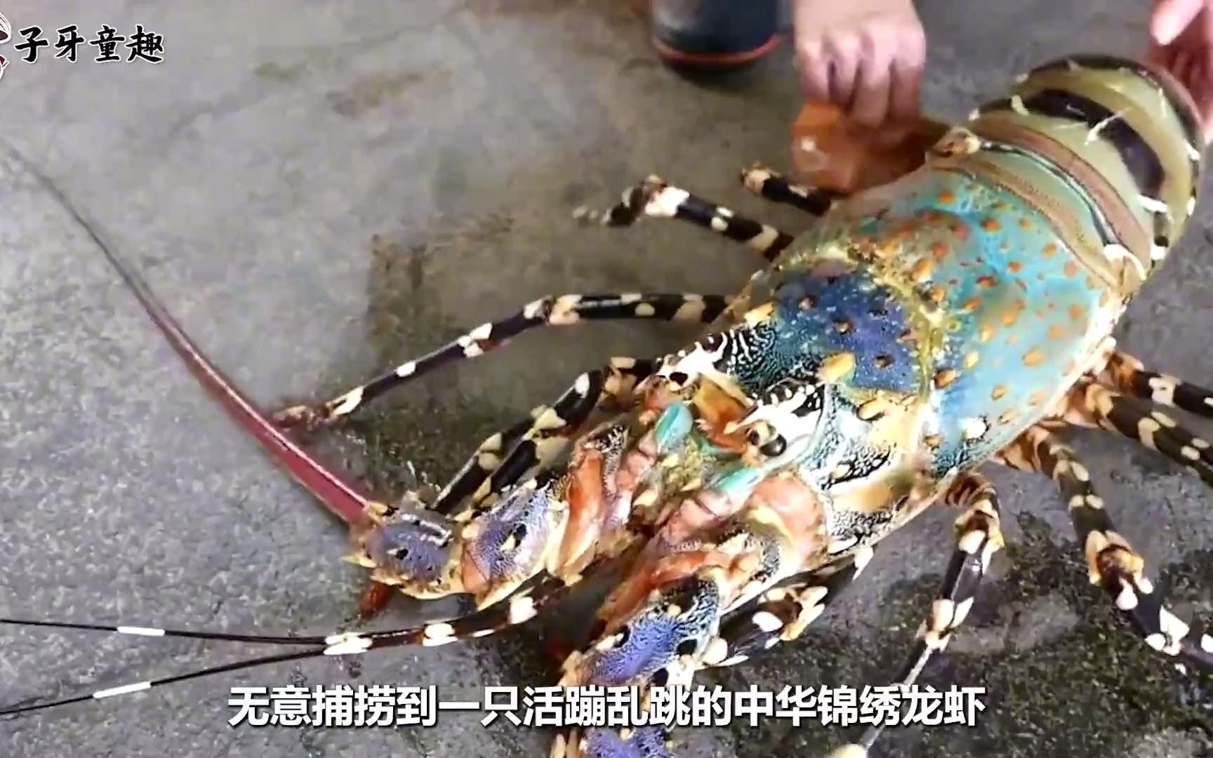 全世界最大的虾图片