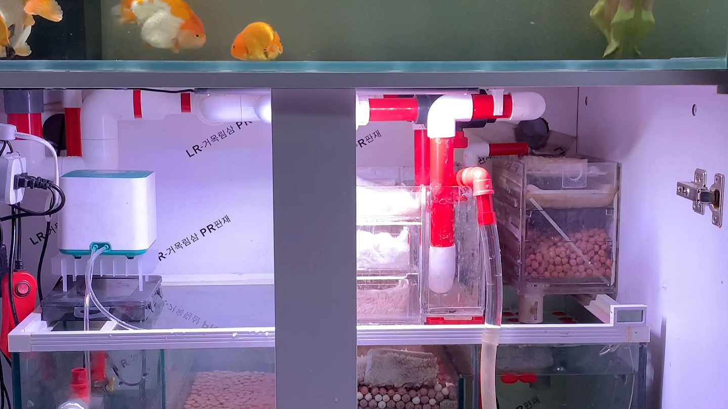 兰寿金鱼底滤鱼缸全程换水无字幕哈养鱼日记养鱼先养水