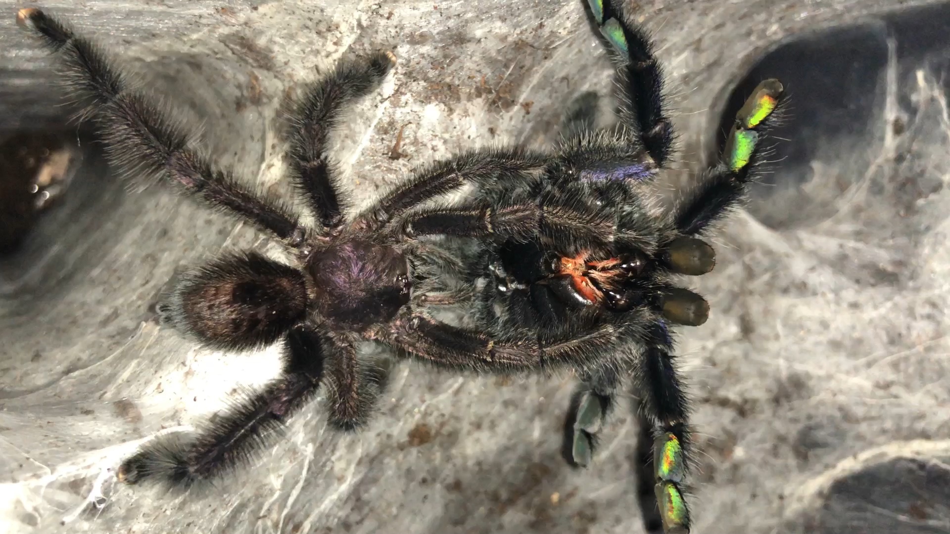 厄瓜多尔紫粉趾交配_哔哩哔哩 (゜-゜)つロ 干杯~-bilibili