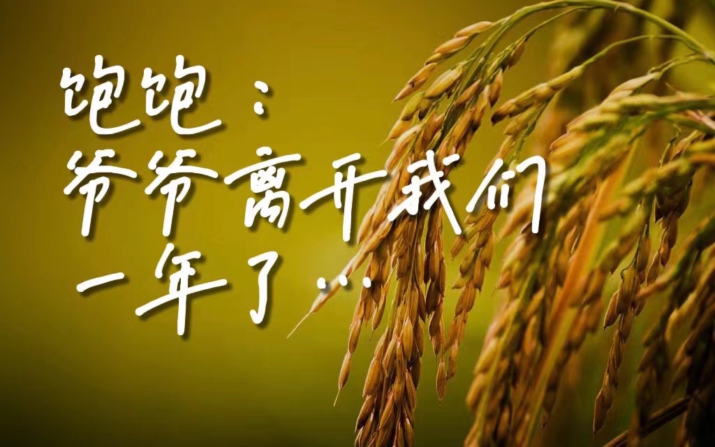 [图]花上十分钟，全面了解袁隆平的“稻梦一生”