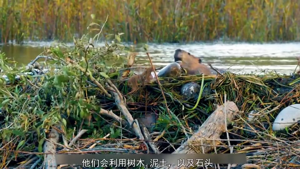 动物界水利工程师海狸修水坝
