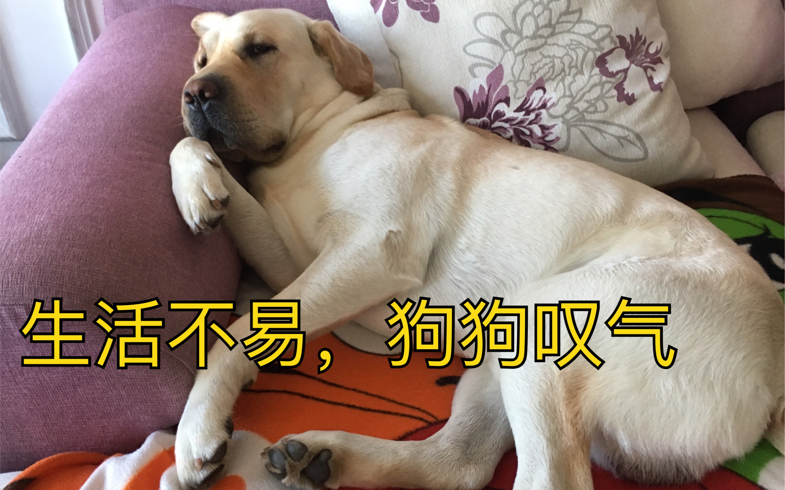 茅台的强项是总能准确找到最碍事的地方