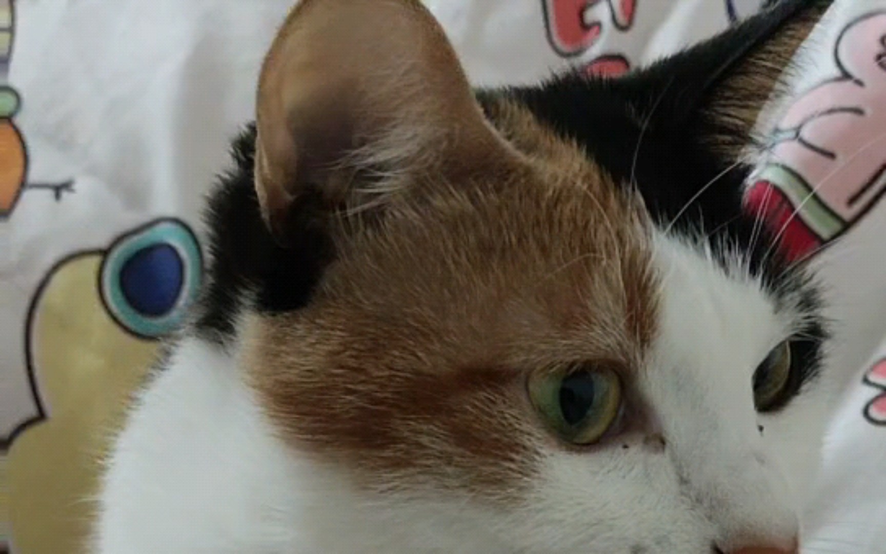 小猫的日常:挨训记