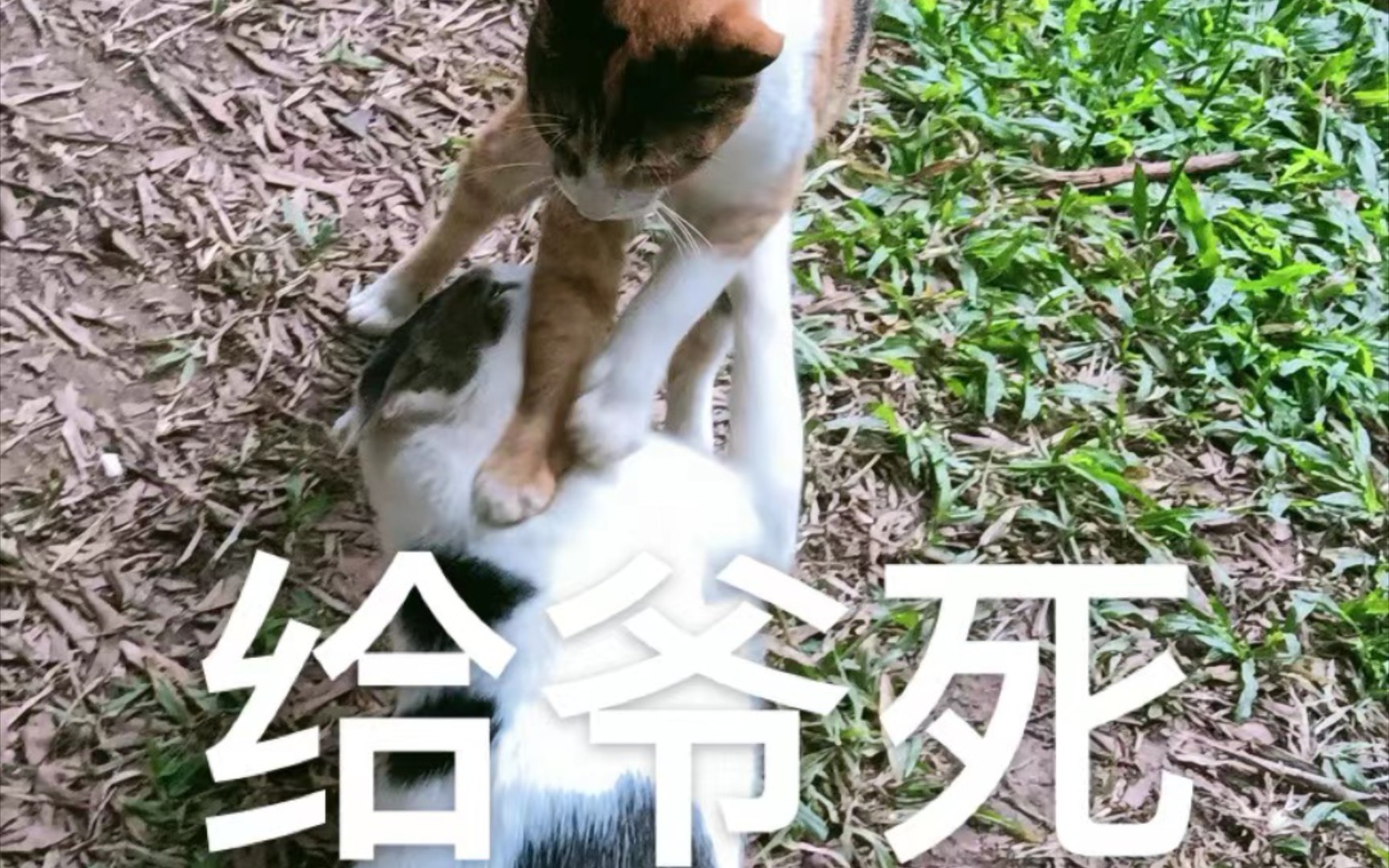 [图]猫 猫 队 干 大 架