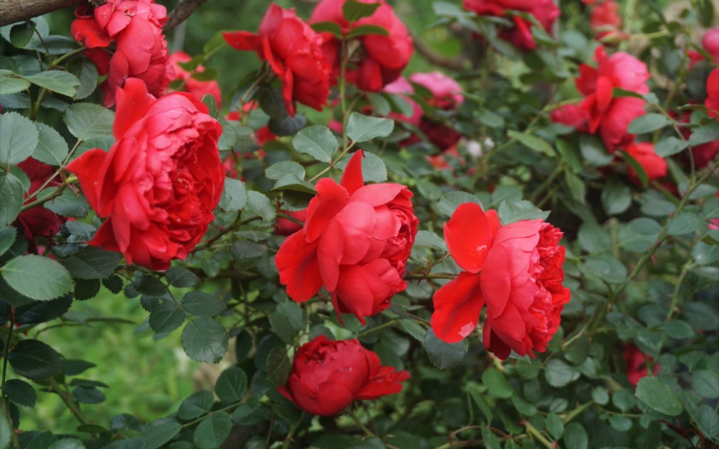 藤本月季佛罗伦蒂娜佛罗伦萨初花