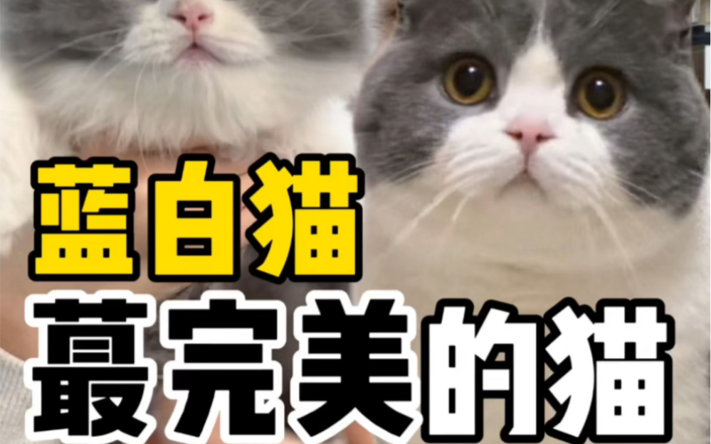 蓝白猫最完美的猫哔哩哔哩bilibili