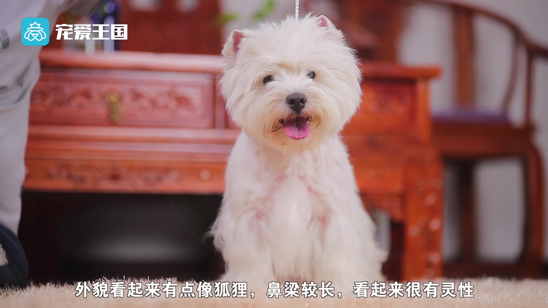 带你了解纯种犬之西高地白梗哔哩哔哩bilibili