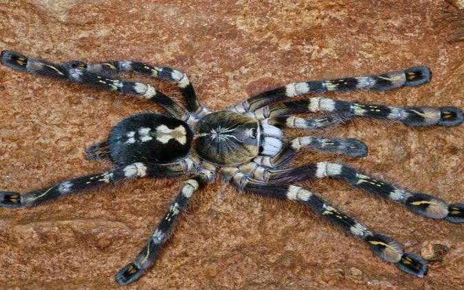 【开箱】高地象牙华丽雨林