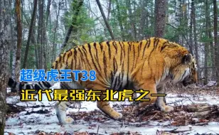 Descargar video: 超级虎王T38，曾打败自己的弟弟独眼M26，是近代最强东北虎之一