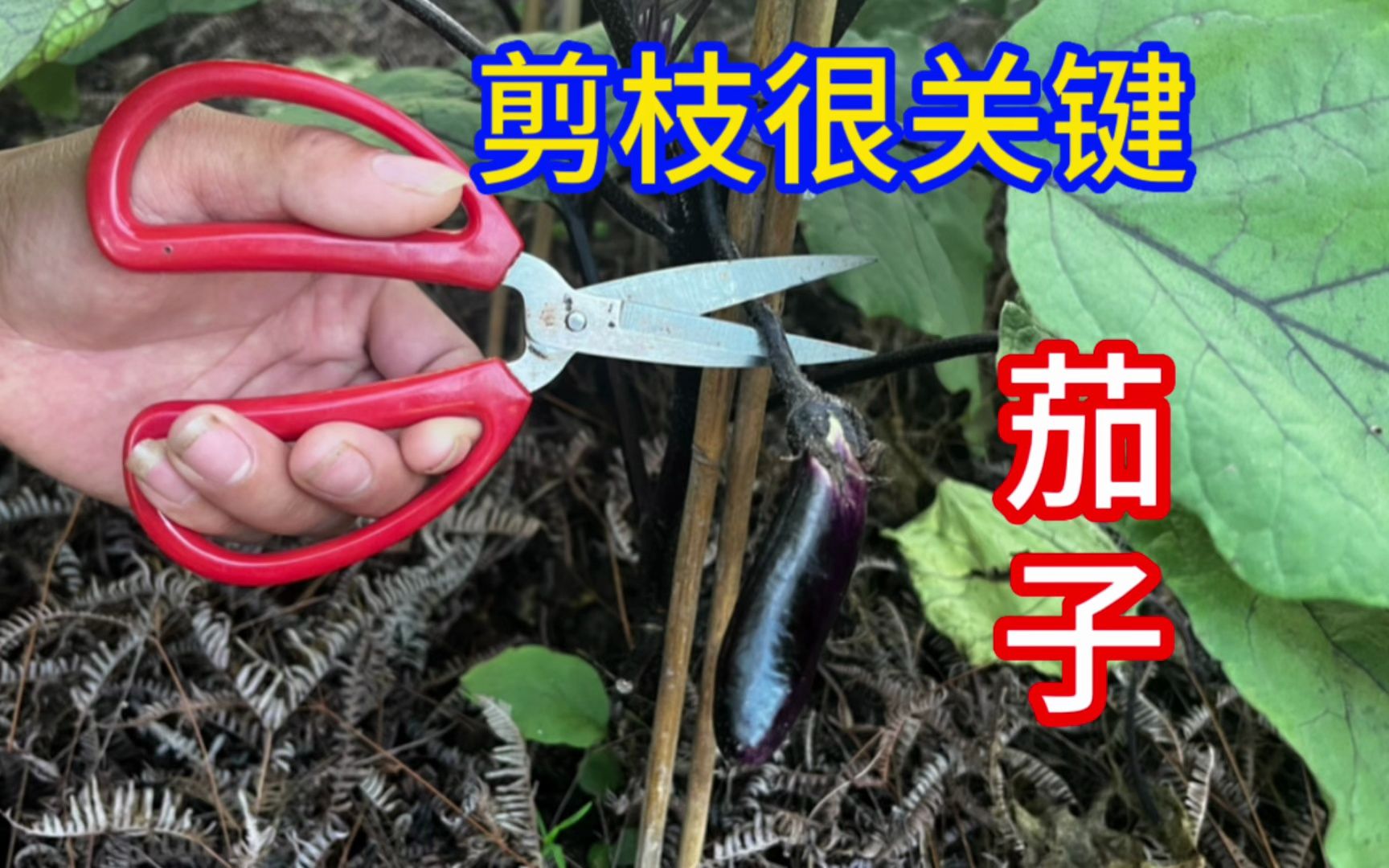 一颗茄子要想结30~50个茄子,修剪枝条很关键,方法简单一看就会