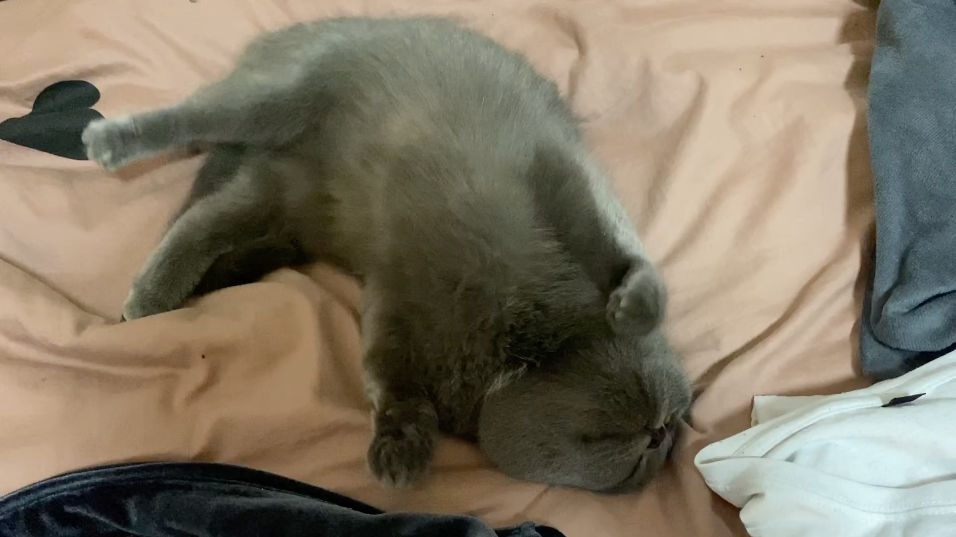 活动  小可爱发情,在床上来回打滚