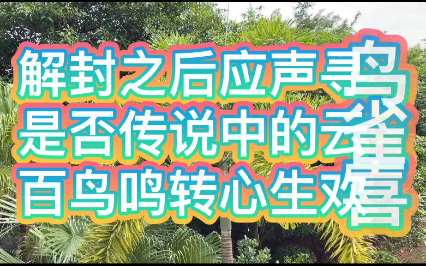 [图]解封之后应声寻鸟 是否传说中的云雀 百鸟鸣转心生欢喜