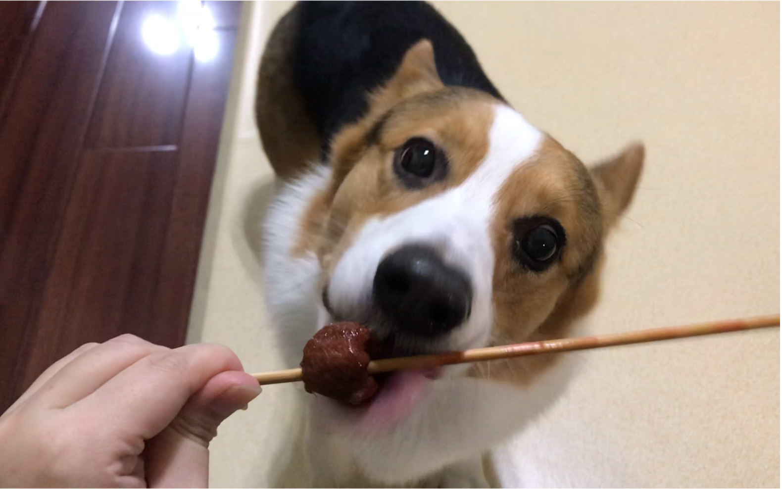 啃冰糖葫芦的钱多多