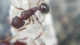 疑是皮氏大头蚁入巢 哔哩哔哩 つロ干杯 Bilibili