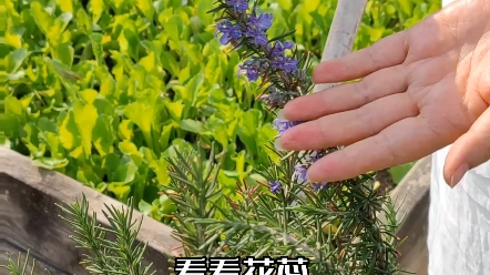 迷迭香,自带松木香、青草一样的清凉气味,驱赶蚊虫的同时还能清新空气,是天然驱虫的植物之一.哔哩哔哩bilibili