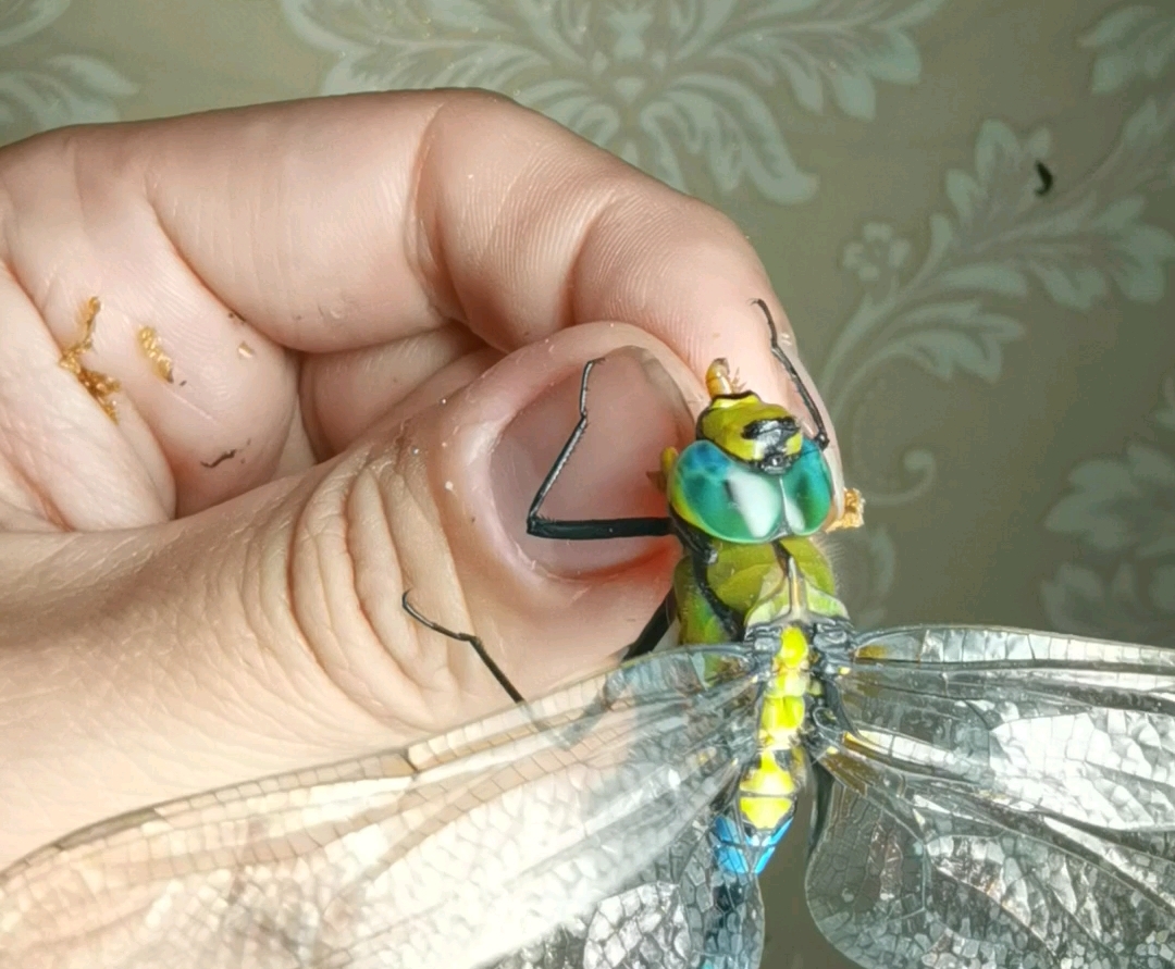 很耐看的黑纹伟蜓