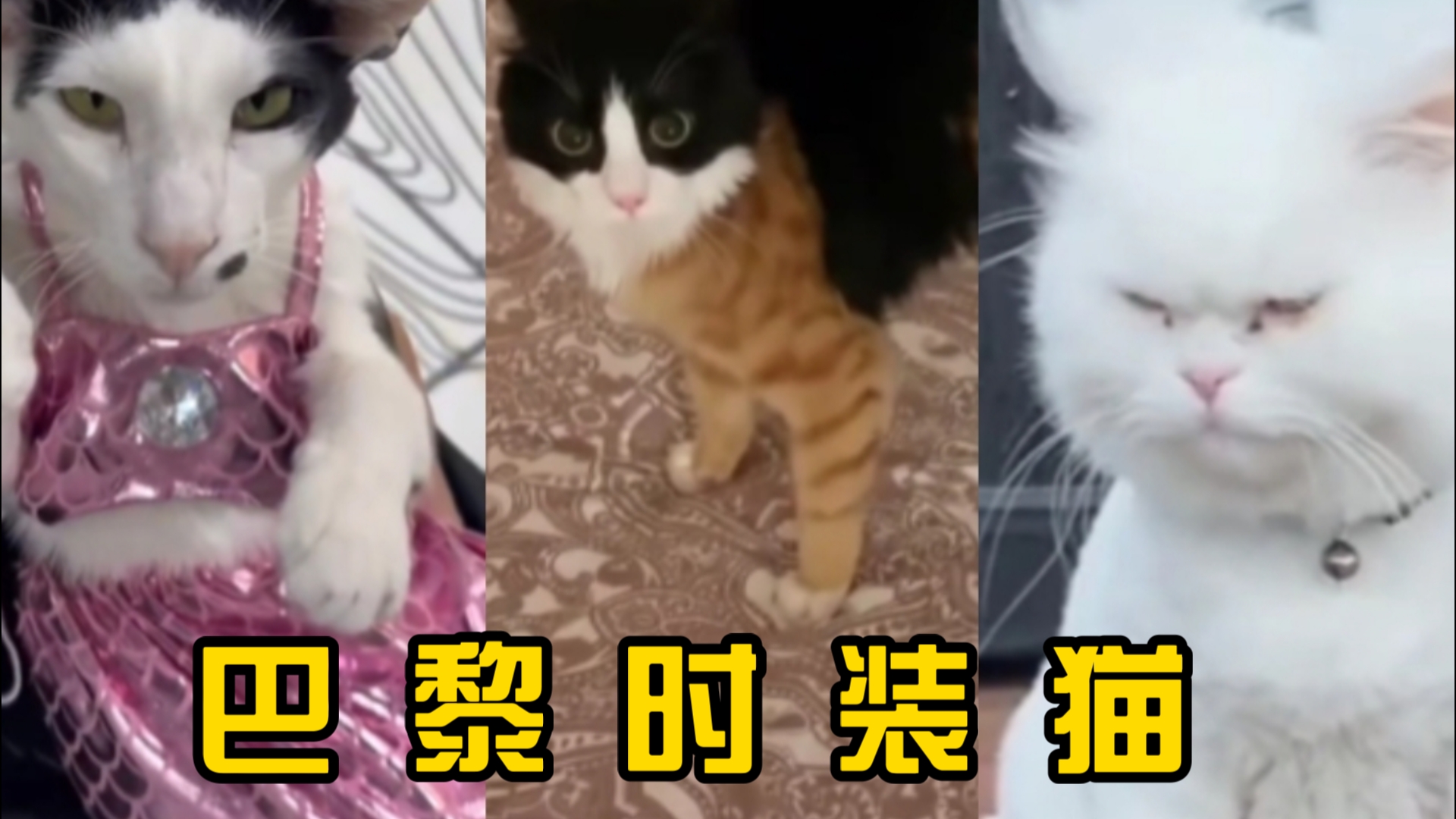 “时 尚 潮 猫”哔哩哔哩bilibili