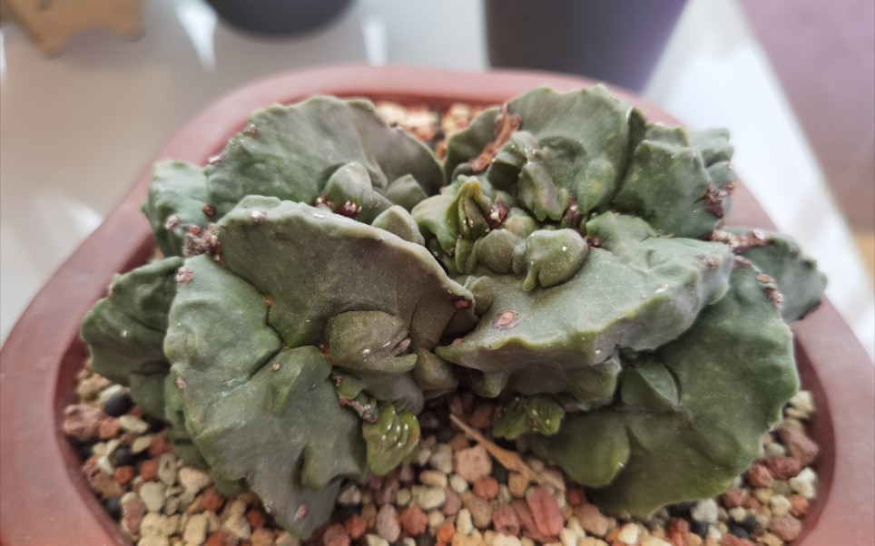 活动作品核桃鸾凤玉