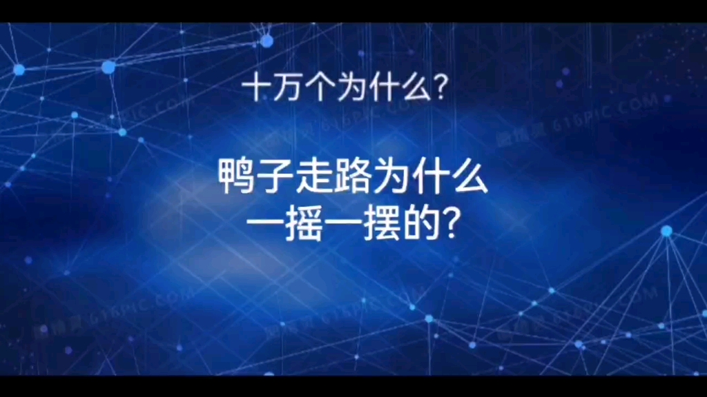 鸭子走路为什么一摇一摆的?