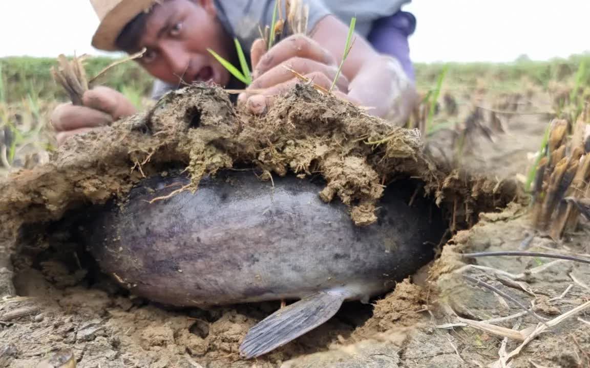 神奇的幹泥魚在大自然中獨特的稻田手工捕魚