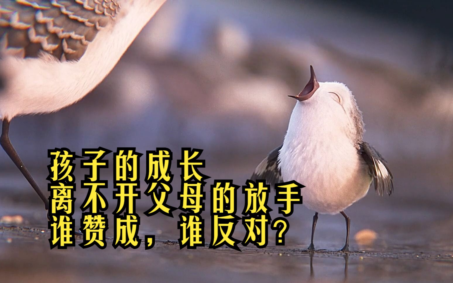 《piper》孩子的成长,离不开父母的放手,谁赞成,谁反对?