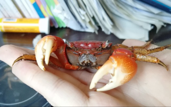 沙】浅要介绍下宠物市场上最常见,南方可以用来吃的螃蟹_中型仿相手蟹