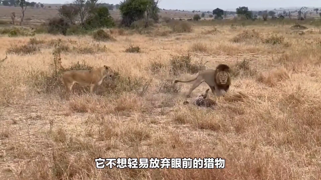 母狮子蹲守受伤的花豹,外来雄狮过来抢夺