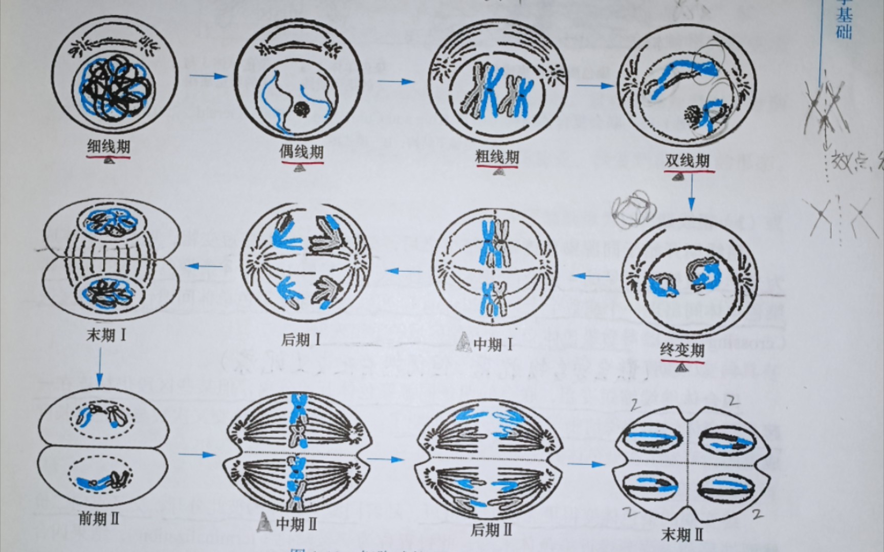 真是裂开了,让人迷惑的减数分裂