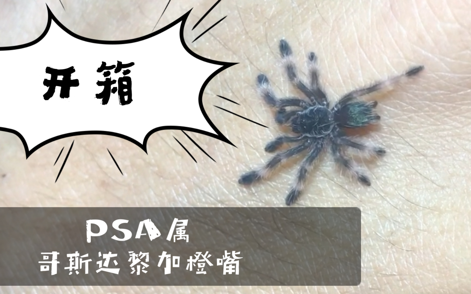 「哥斯达黎加橙嘴」开箱